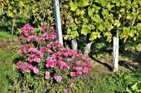 /album/kleeblattweg-3-leutschach-7-oktober-2024/leutschach-kleeblattweg-3-07-10-2024-31-jpg/